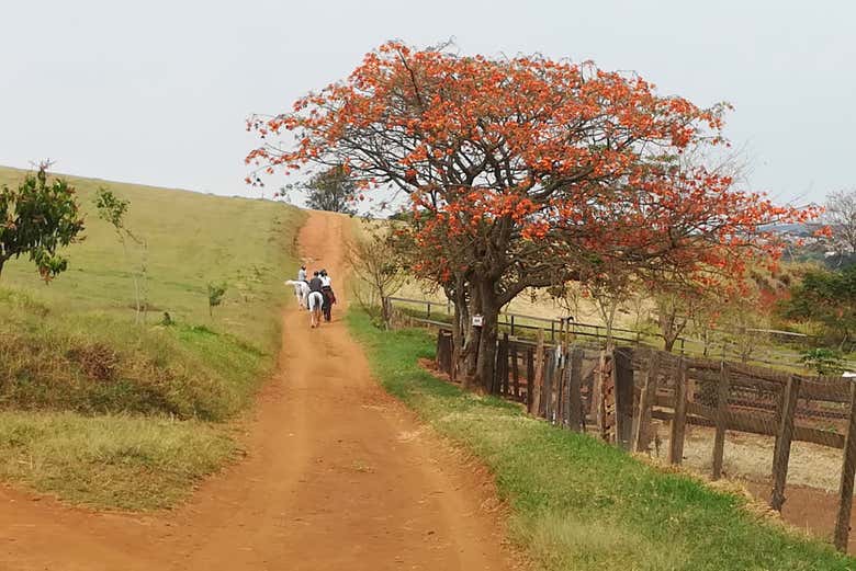 Passeio a cavalo por trilha em Atibaia - Reserve em  Brasil