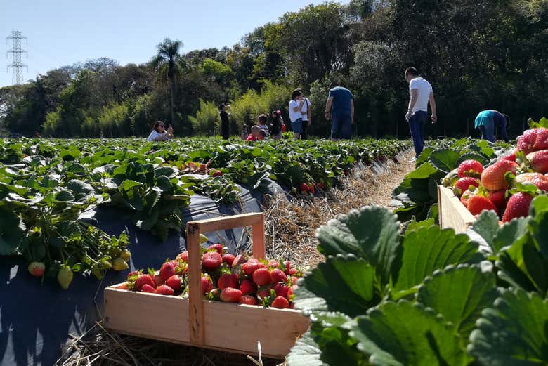 Spend a day on a strawberry farm in Brazil