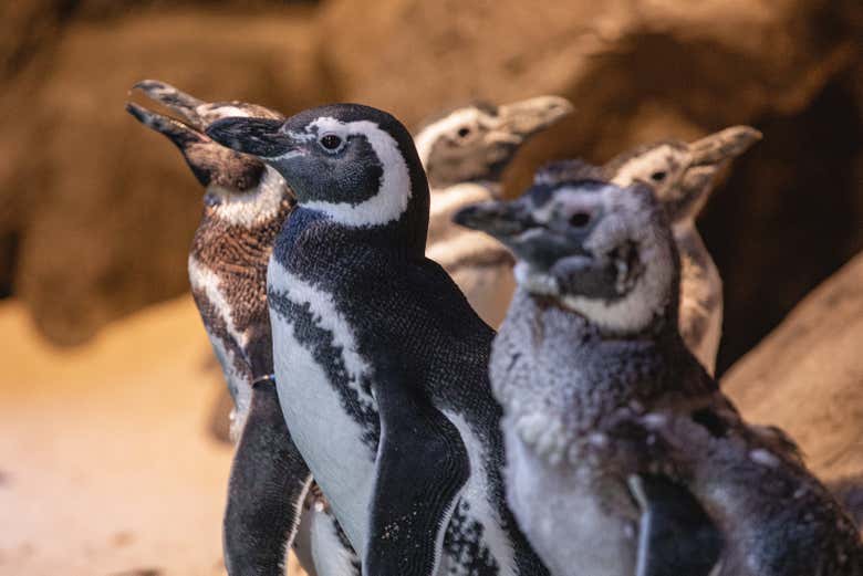 Penguins at the aquarium