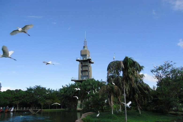 Herons flying at Mangal das Garças