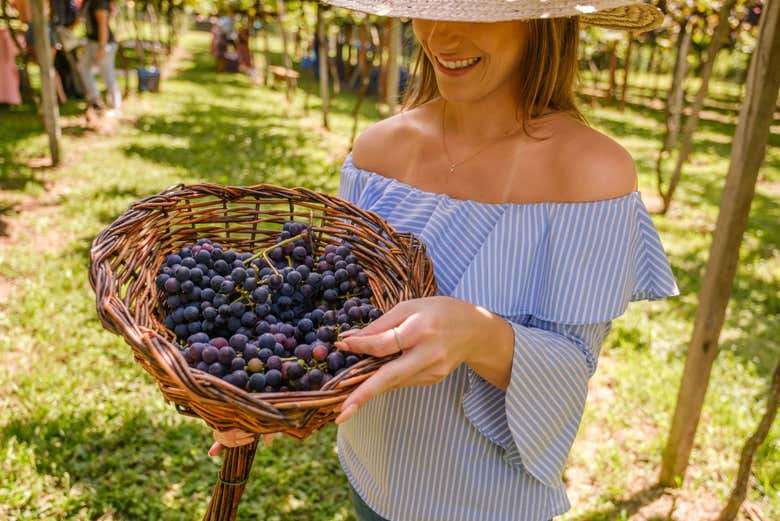 Basket of grapes