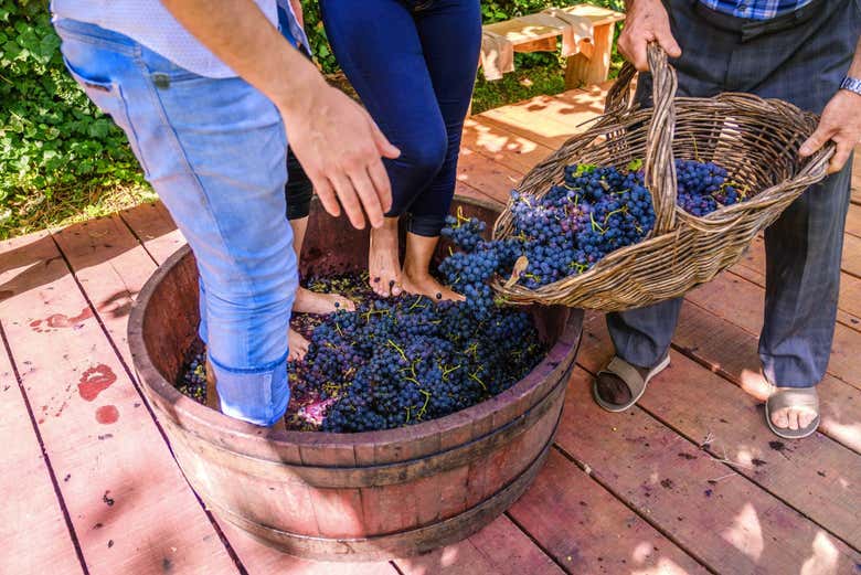 Pisando as uvas na vindima