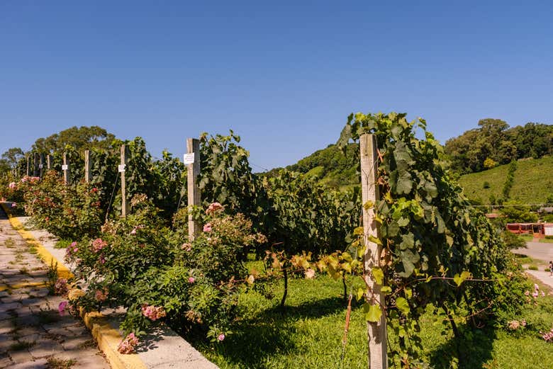 Vale dos Vinhedos em Bento Gonçalves