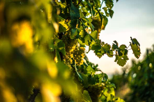 Tour de bodegas por Bento Gonçalves y Garibaldi