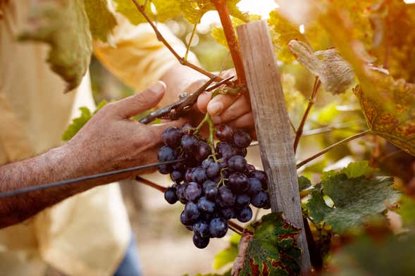 Tour del vino por el Vale dos Vinhedos