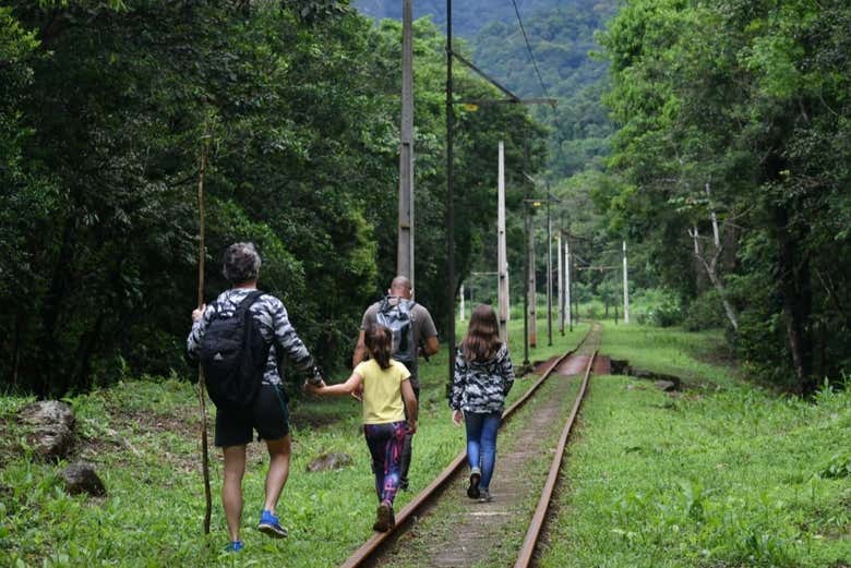 Walk through the lush Brazilian rainforest