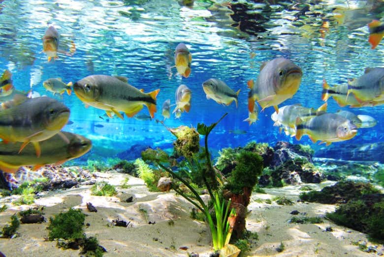 Peces nadando en el río Baía Bonita