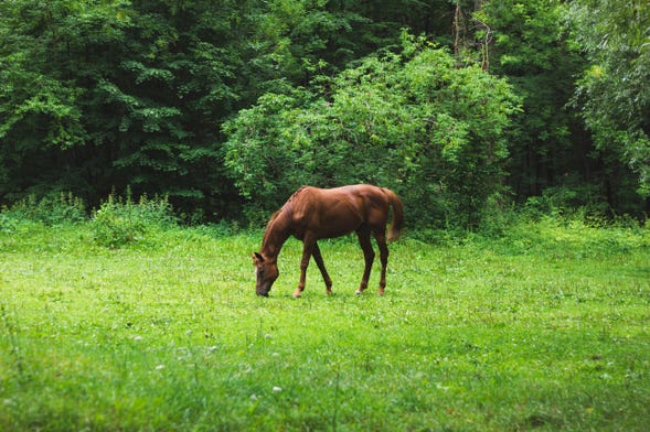 Passeio a cavalo pelas fazendas de Bonito