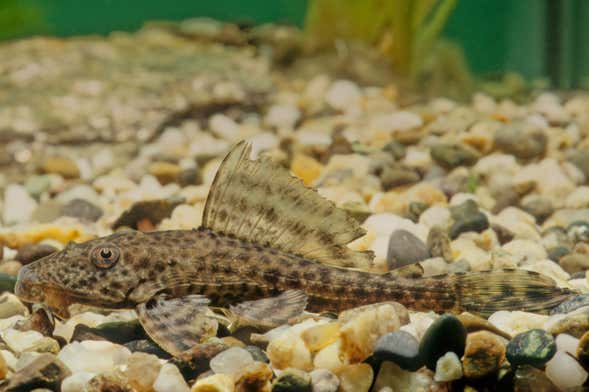 Visite guidée de l'Aquarium de Bonito