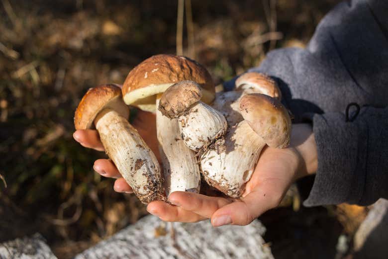 Go on a unique adventure mushroom picking in Brazil!