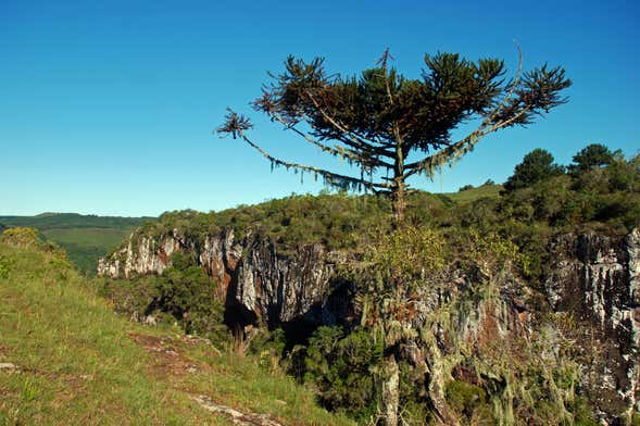 Excursión al cañón de Palanquinhos y campos de Criúva