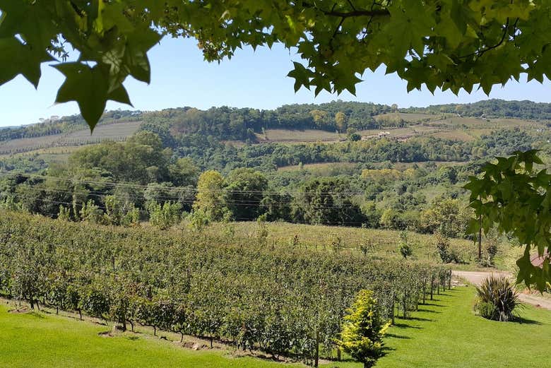 Paisagens do Vale dos Vinhedos Bento Gonçalves