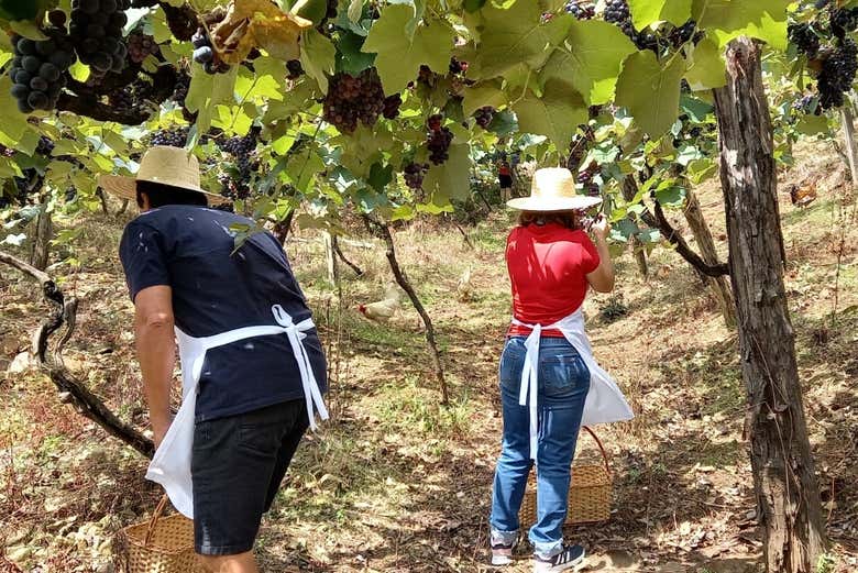 Colhendo uvas na vinícola Tonet