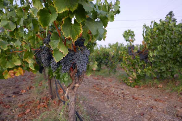 Tour por el valle Trentino + Visita a la bodega Casa Perini