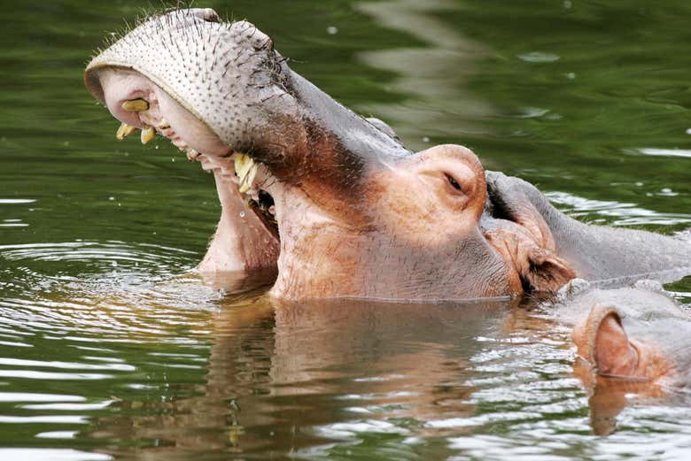 A hippopotamus in the zoo