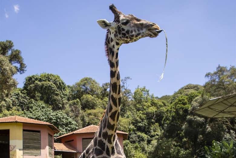 Girafa no zoológico de Curitiba