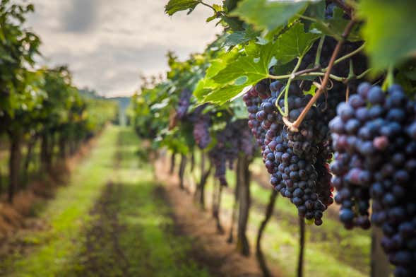 São José dos Pinhais Wine Tour