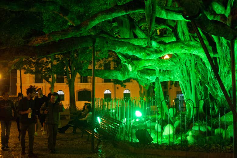 Figuier illuminé sur la place du 15 novembre