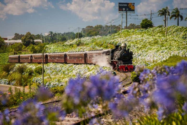 ¡Amaréis el viaje en el tren Maria Fumaça!