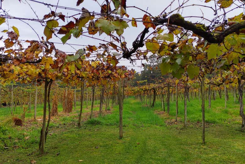 Tour the Gramado vineyards