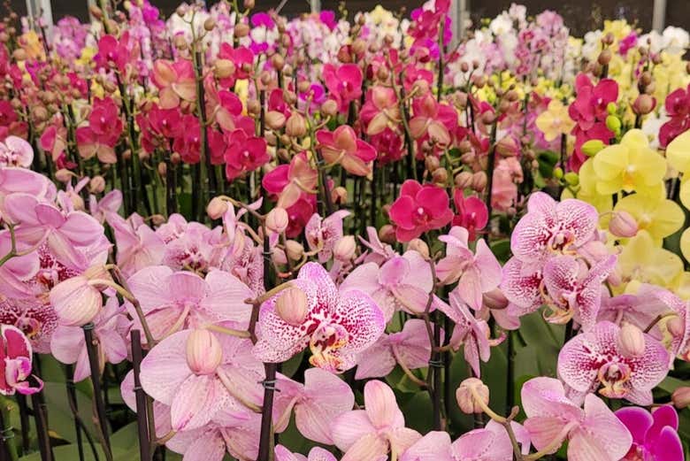 Visit a beautiful orchid garden in Brazil