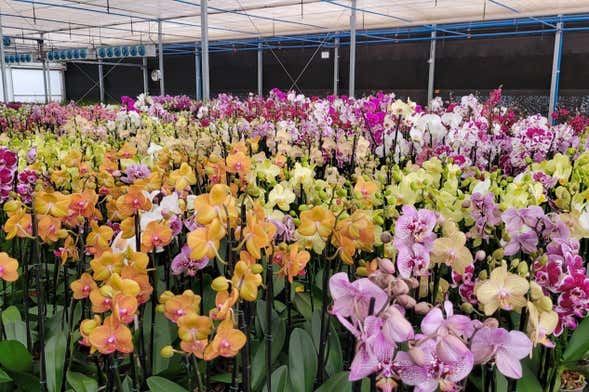 Orchids of Holambra Tour