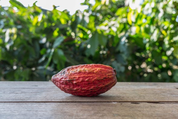 The Cocco Fruit Bowl