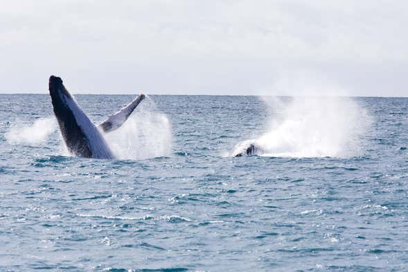 Boipeba Island Whale-Watching