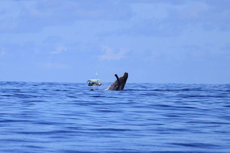 We'll try to spot the whales