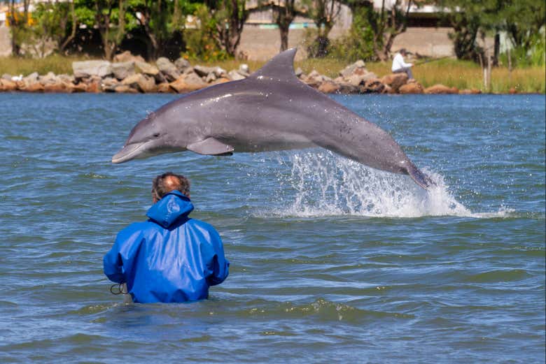 Delfín y pescador en su tarea conjunta en Laguna