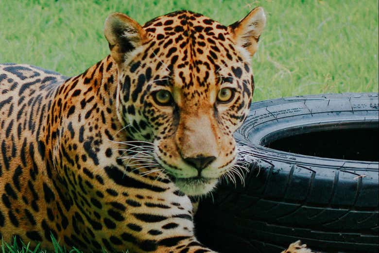 Leopard in the Maragogi Eco Park