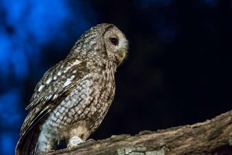 We'll see different owls and barn owls