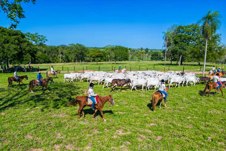 Iniciando el paseo a caballo