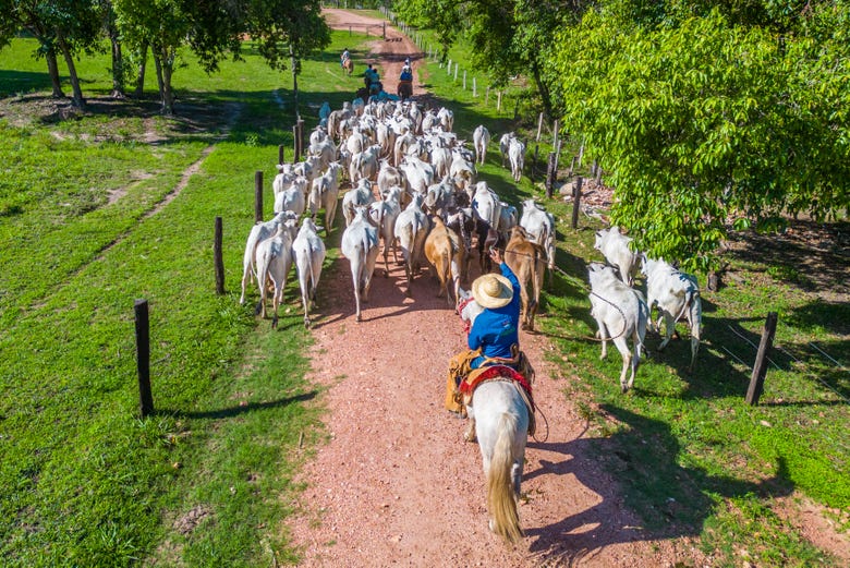 Cultura do pantaneiro: conheça a rotina dos peões