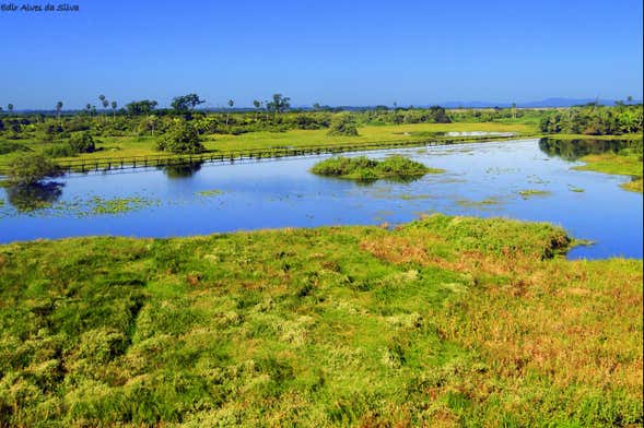 Pantanal Safari