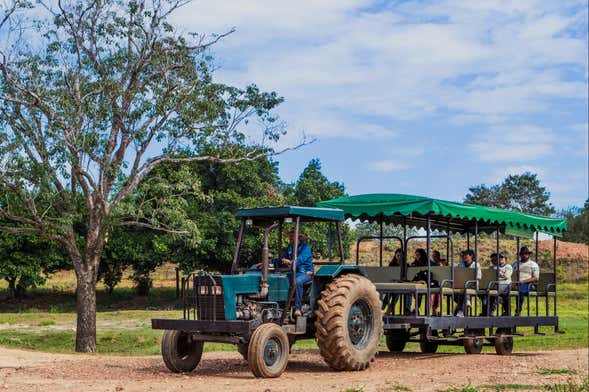 Visita a la finca Pantanal Experiência y el museo Agachi