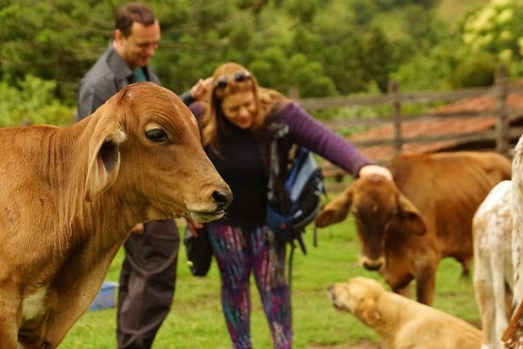 Conhecendo os animais da Fazenda Esperança