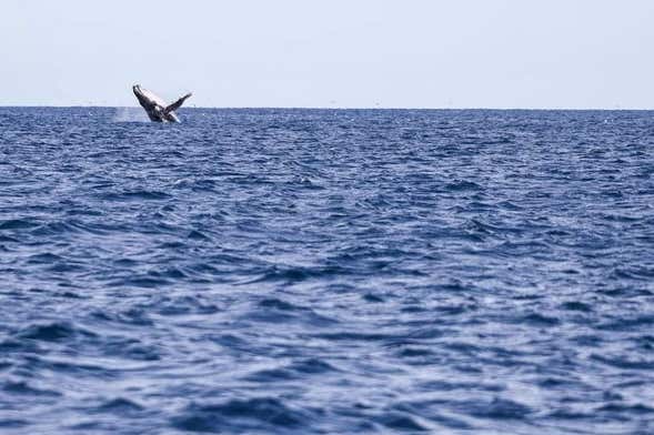 Observation de baleines à Porto Seguro