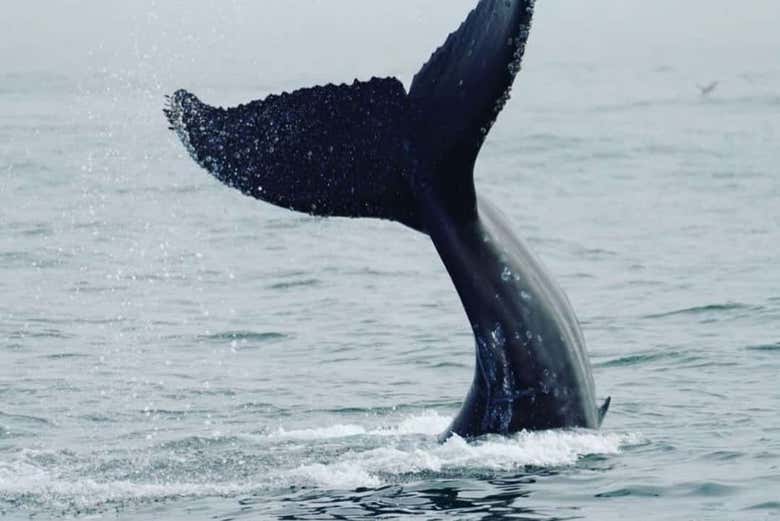 A whale's tail emerging from the water