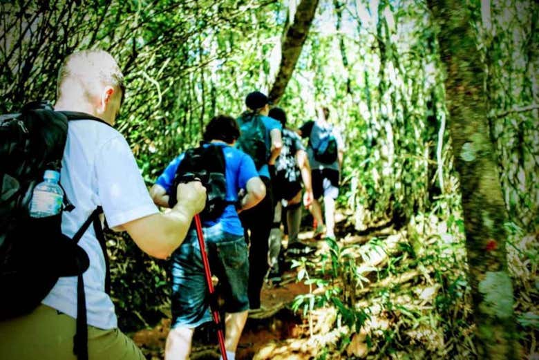 Caminando por la floresta de Tijuca