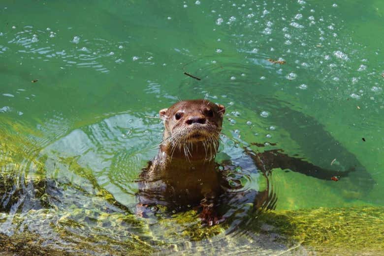 Una nutria en el BioParque do Rio