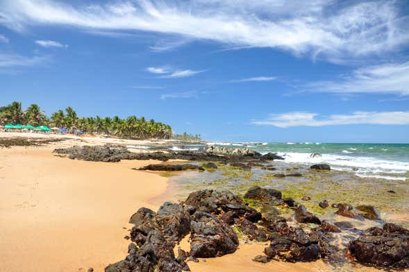 Excursión a Praia do Forte y Guarajuba