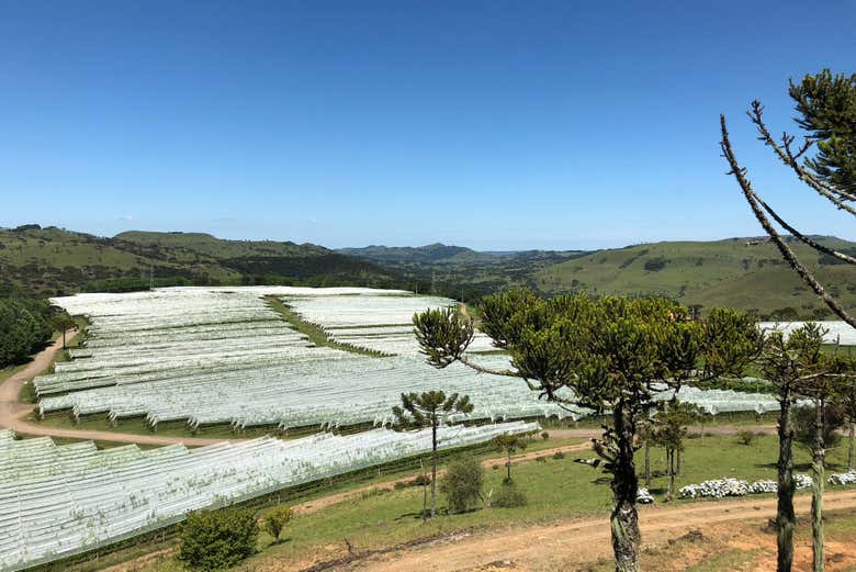 Haciendas vinícolas en São Joaquim