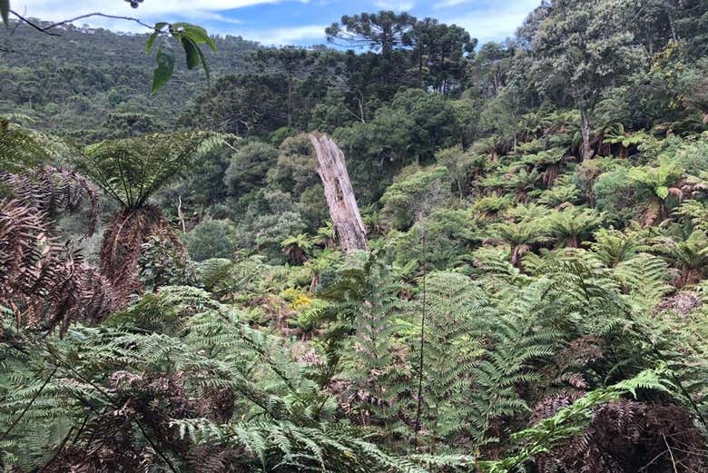 Paisajes del Parque Nacional de São Joaquim