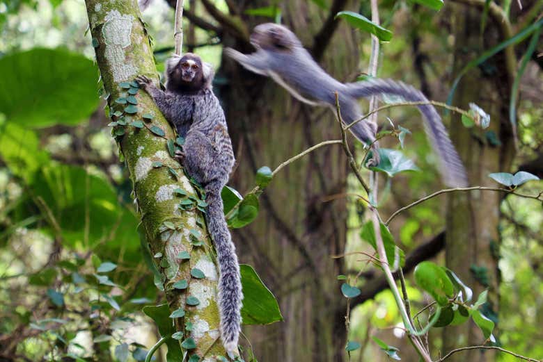 Singes typiques de Cerrado