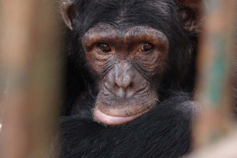 Um chimpanzé na reserva Pongo-Songo