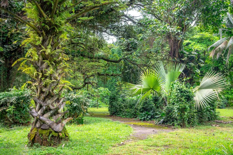 Jardín botánico de Limbe