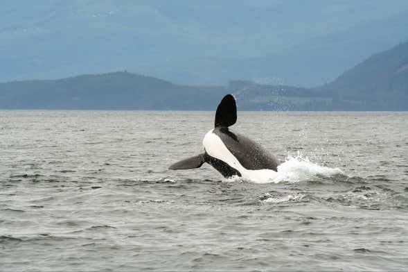 Avvistamento di balene a Campbell River