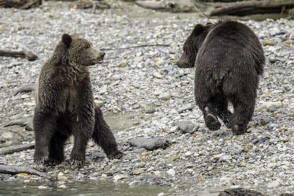 Bute Inlet Grizzly Bear Tour