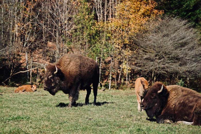 I bisonti di Omega Park